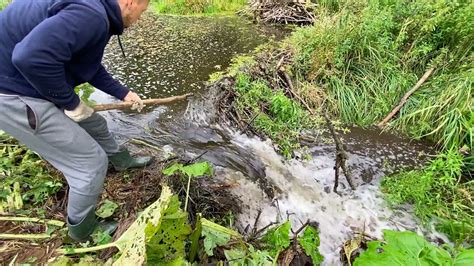 BEAVER DAM REMOVAL WITH HAND MADE TOOL THE BEST TOOL - YouTube