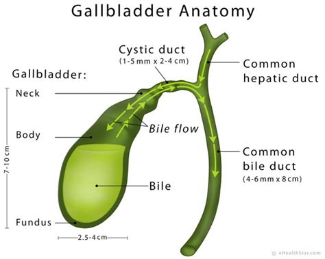 Gallbladder Definition, Anatomy, Parts, Function, Pictures - eHealthStar