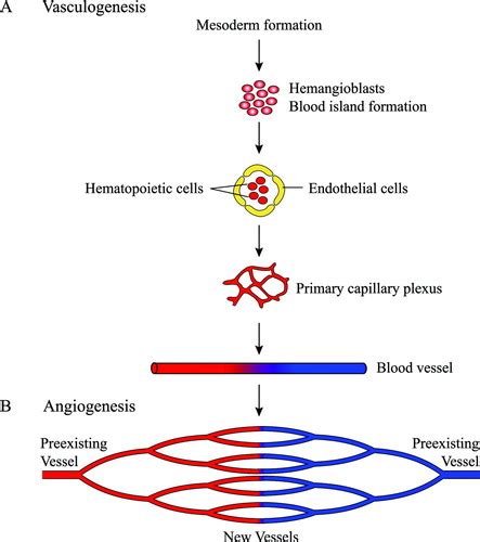 Endothelial Cell Migration During Angiogenesis | Circulation Research