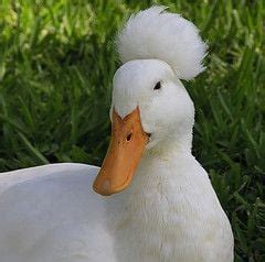 Top hat ducks? What is my duck really called?