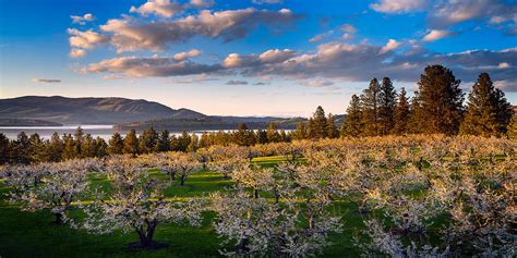 Flathead Cherry Blossoms | Eric Reese Photography