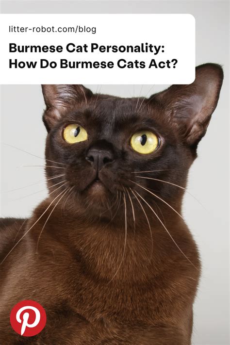 Burmese Cat Personality: How Do Burmese Cats Act? | Litter-Robot