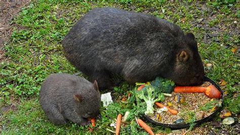 8 Things You Didn't Know About Wombats