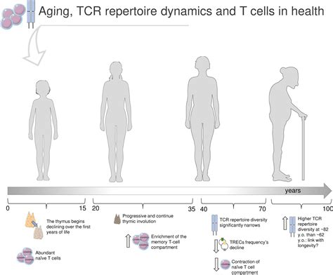 Frontiers | Immunosenescence and Autoimmunity: Exploiting the T-Cell ...