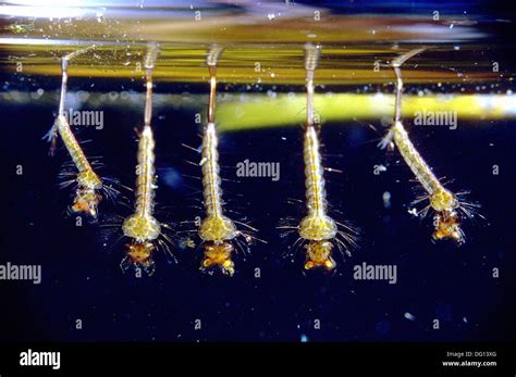 Culex larvae hi-res stock photography and images - Alamy