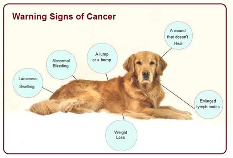 A Guide to Cancer in Dogs | Symptoms & Treatments | Dr. Bill's