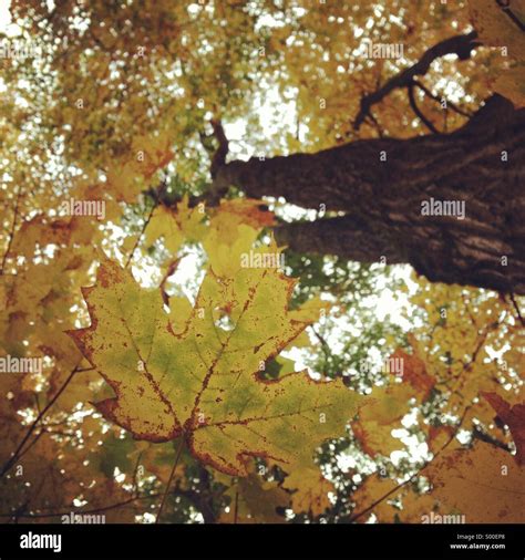 Fall maple tree in Canada Stock Photo - Alamy