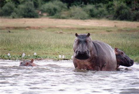 Murchison Falls National Park - Achieve Global Safaris