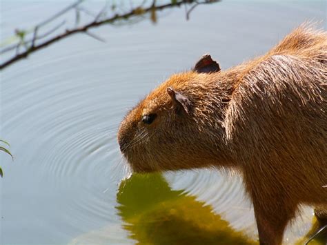 What Do Capybaras Eat – Capybara