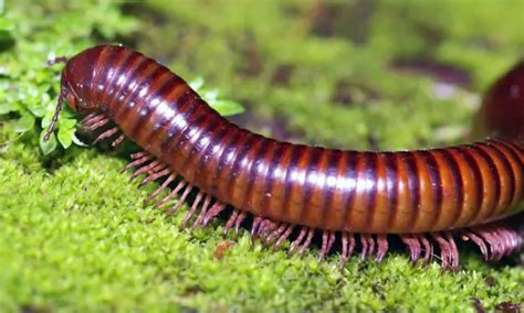 What Do Millipedes Eat?