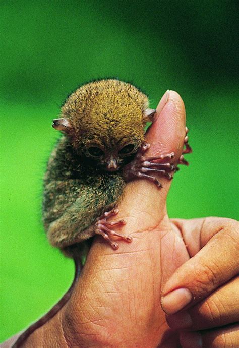 Tarsius tarsier - one of the smallest of the primates. Funny Animals, Bizarre Animals, Small ...