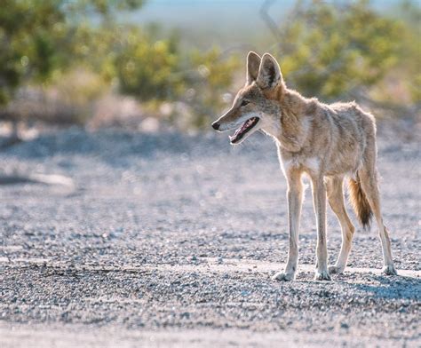 Keep Pets in and Predators Out. #1 Non-lethal Pet Protection System! – Coyote Roller