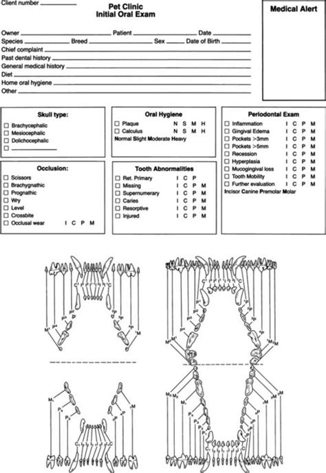 Cat Tooth Chart