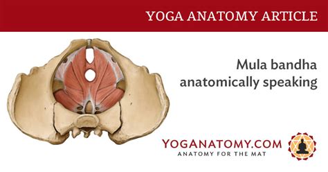 Mula Bandha Anatomically Speaking - Yoga Anatomy