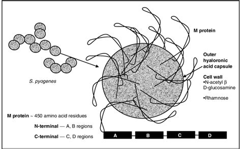 Streptococcus Pyogenes Cell Structure