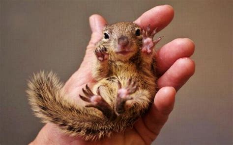 🔥 [50+] Baby Squirrel Wallpapers | WallpaperSafari