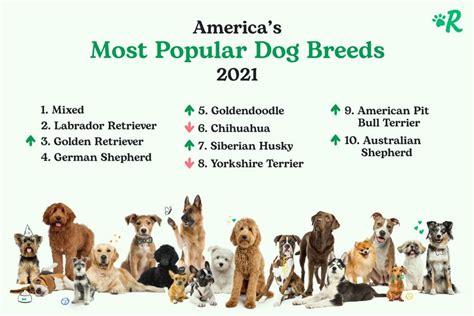 What Is The Most Popular Breed Of Dog Right Now at Ronald Wells blog