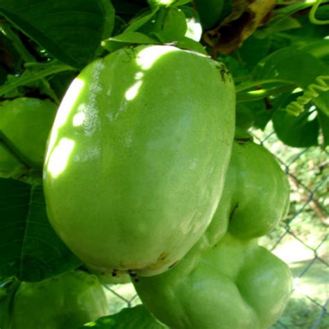 GIANT GRANADILLA SEEDS (Passiflora quadrangularis) (Passifloraceae) - Plant World Seeds