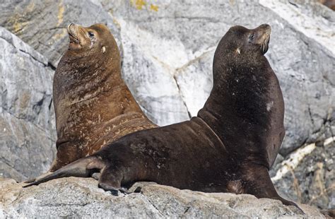 California sea lions in Puget Sound and vicinity | Encyclopedia of ...