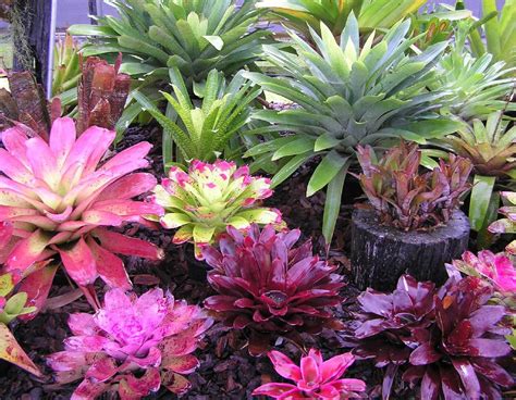 Bromeliads XIII | Tropical landscaping, Tropical backyard landscaping ...