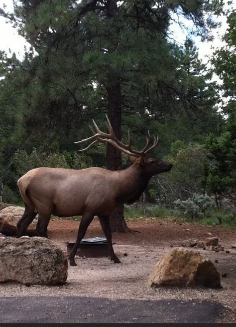 Is Grand Canyon Wildlife an Attraction or Problem?