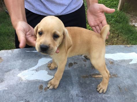 Mountain Cur Puppies For Sale | Collinwood, TN #235779