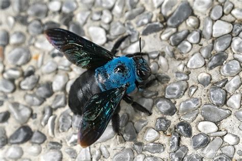 Blue Carpenter Bee - Xylocopa caerulea - Singapore Geographic