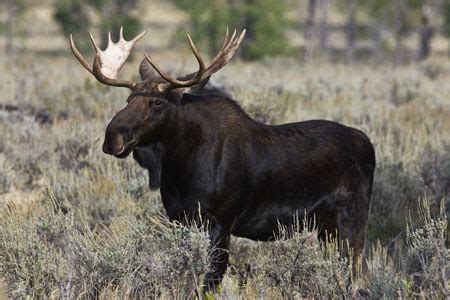 Moose Facts - NatureMapping