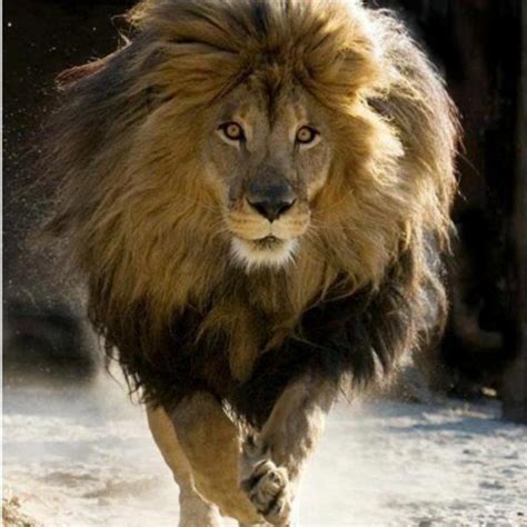 Maroc : Faut-il réintroduire le Lion de l’Atlas dans son habitat naturel