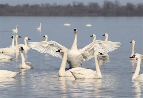 Tundra Swan Pictures - AZ Animals