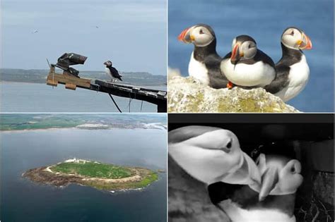 New puffin nest webcam installed on Northumberland coast