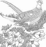 Ring Necked Pheasant sketch template