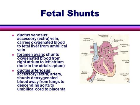 Ductus Venosus Closure