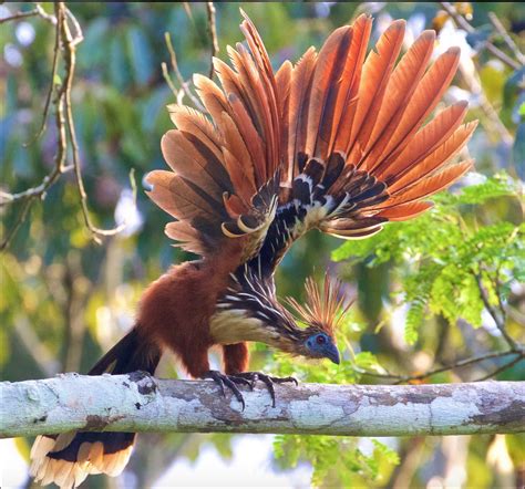 The Hoatzin, or "reptile bird" is the only extant species of bird born with a visible claw on it ...