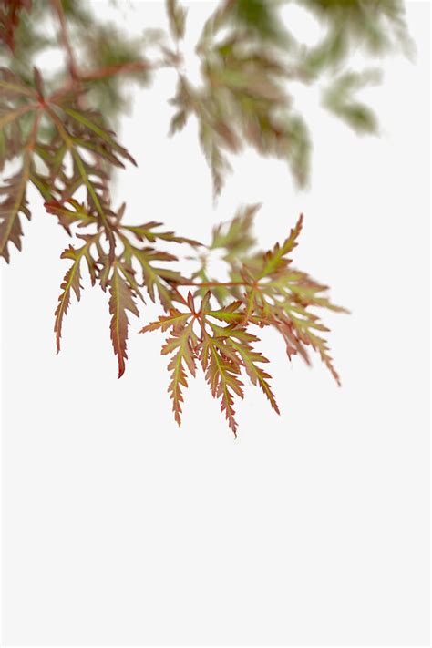 Orangeola Japanese Maple | Buy Orangeola Japanese Maple Tree Online