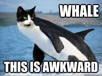 whale this is awkward memes | quickmeme