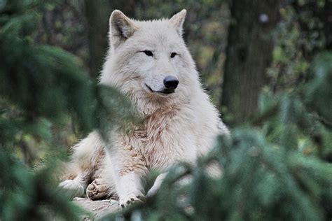 Arctic Wolf Animal Zoo - Free photo on Pixabay