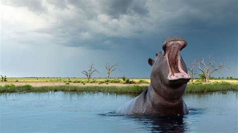 Hippopotamus Attack