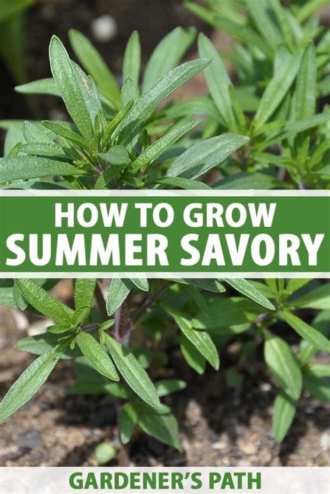 How to Grow and Use Summer Savory | Gardener's Path