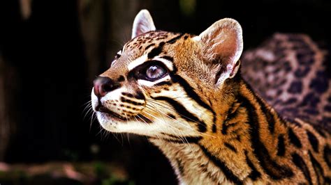 Ocelot Wallpapers Images Photos Pictures Backgrounds