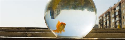 What Size Tank Do Goldfish Need? | My Pet Needs That