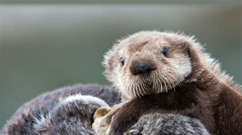 Sea otter pup, Prince William Sound, Alaska - Bing Gallery