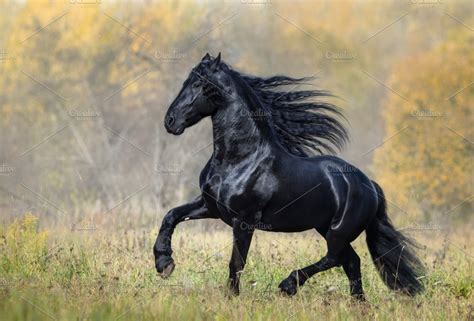 Black Friesian stallion | High-Quality Animal Stock Photos ~ Creative ...