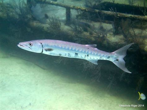 Life Cycle and Research on Baby Barracuda Fish - SeaFish