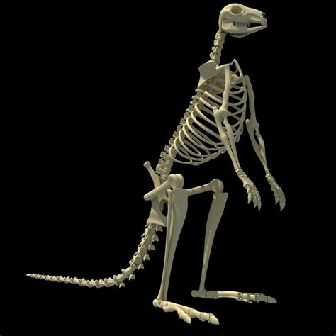 Kangaroo Skeleton Model