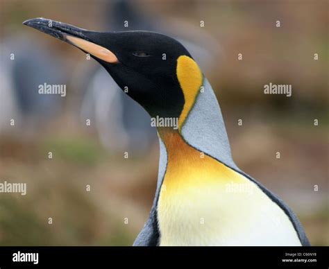 King Penguin Falkland Islands Stock Photo - Alamy