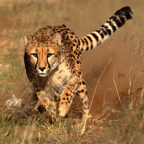 50 Fascinating Facts About Cheetahs: 2024 Edition