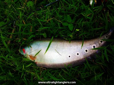 ikan-belida-clown-fish-with-ultralight-rod-setup-soft-baits-Muhammad-Izzul | Ultralight Fishing ...