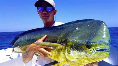 Facts About Mahi-Mahi | Ocean Blue Fishing