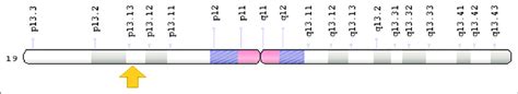 Schematic overview of chromosome 19 in which the NFIX gene is located... | Download Scientific ...